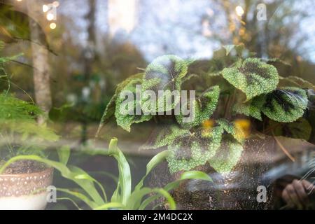 Foglia di Rex begonia con motivo a foglia verde e rosa. Decorazione del giardino Foto Stock