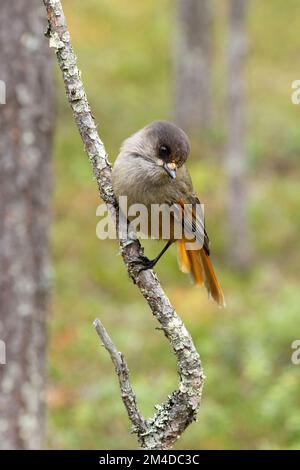 Primo piano di una curiosa giura siberiana arroccata su un ramo di un'antica foresta di conifere nel Parco Nazionale di Oulanka, Finlandia settentrionale Foto Stock