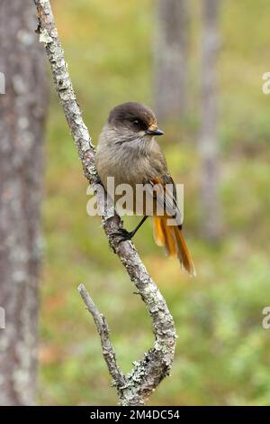 Primo piano di una curiosa giura siberiana arroccata su un ramo di un'antica foresta di conifere nel Parco Nazionale di Oulanka, Finlandia settentrionale Foto Stock