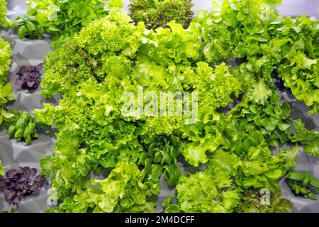 foglie fresche di lattuga di varie varietà primo piano Foto Stock