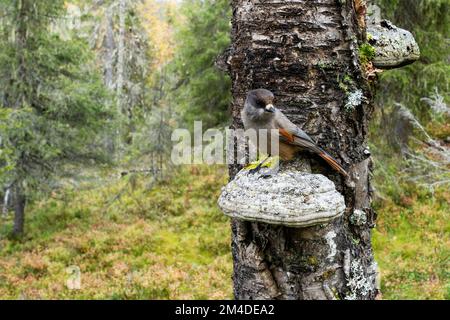 Uccello taiga Jay siberiano che sorge su un grande fungo di legno in una vecchia foresta di Valtavaara, vicino a Kuusamo, Finlandia settentrionale Foto Stock