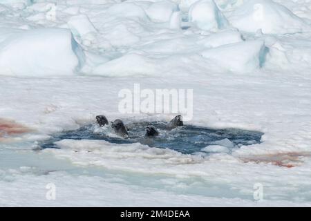 Antartide, Weddell Sea, Larson Inlet. Il Crabeater sigilla (il carcinofago di Lobodon) nel foro di respirazione nel ghiaccio. Foto Stock