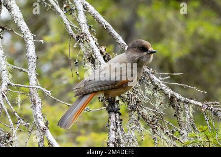 Primo piano di una gialle siberiana di uccello settentrionale arroccata su un ramo di Spruce nella foresta di Valtavaara vicino a Kuusamo, Finlandia Foto Stock