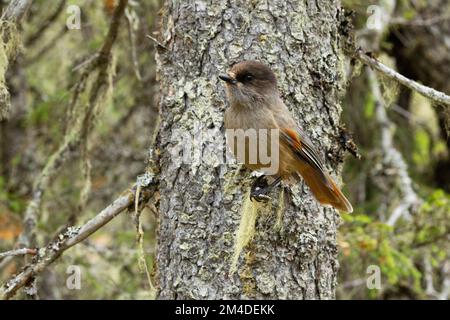 Primo piano di una gialle siberiana di uccello settentrionale arroccata su un ramo di Spruce nella foresta di Valtavaara vicino a Kuusamo, Finlandia Foto Stock