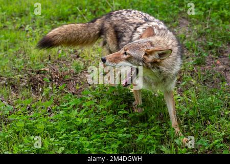 Il Coyote adulto (Canis latrans) si gira mentre corre bocca aperta estate - animale prigioniero Foto Stock