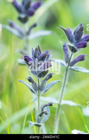 Primo piano di una fioritura di bartsia alpina in una giornata estiva nella Finlandia settentrionale Foto Stock