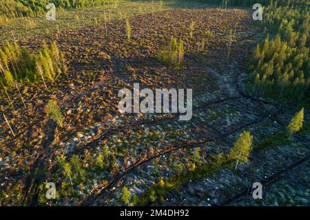 Un'antenna di un'area mineralizzata di taglio chiaro con alcuni alberi in piedi nella Finlandia settentrionale estiva Foto Stock