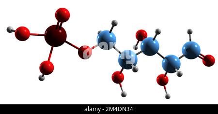 3D immagine di Ribose 5-fosfato formula scheletrica - struttura chimica molecolare del percorso intermedio del pentosio fosfato isolato su backgrou bianco Foto Stock