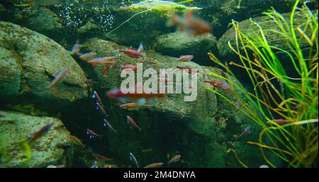 Rainbow shiner, famiglia Leuciscidae. Acquario di pesci d'acqua dolce, pietre e alghe verdi in fondo al fiume. Un grande gruppo di piccoli iridescenti Foto Stock