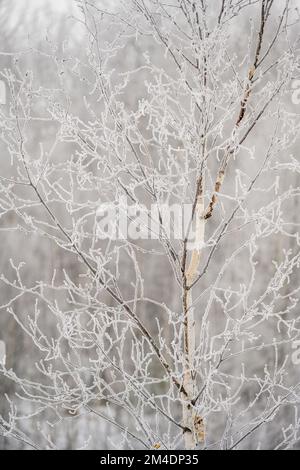 Gelate invernali - betulla bianca, Greater Sudbury, Ontario, Canada Foto Stock