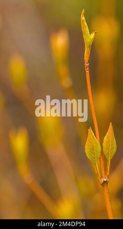 Foglie di uva passa selvatiche del nord che emergono all'inizio della primavera, Greater Sudbury, Ontario, Canada Foto Stock