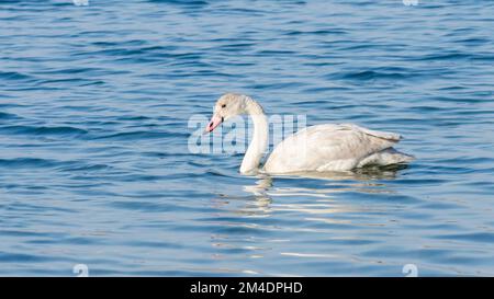 Il cigno trombettista giovanile (Cygnus Buccinator) nuota in un lago Foto Stock