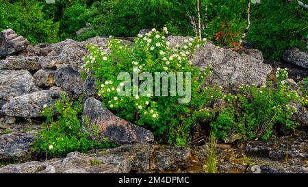 Il litorale del lago Huron, arbusto di Viburnum fiorito al faro di Big Tub, Tobermory, Ontario, Canada Foto Stock