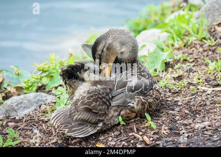 Anatra mallardo femmina (Anas platyrhynchos) preening Foto Stock