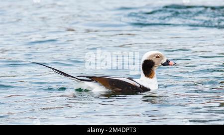 Anatra maschio non riproduttore a coda lunga (Clangula Hyemalis) a Toronto, Canada Foto Stock