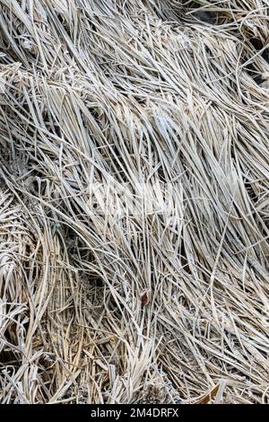 Vegetazione glassata in una zona umida, Greater Sudbury, Ontario, Canada Foto Stock