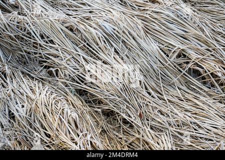 Vegetazione glassata in una zona umida, Greater Sudbury, Ontario, Canada Foto Stock