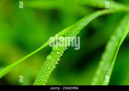 Shorthusk bearded (Brachyelytrum erectum) lame di erba, gocce di pioggia, Sudbury più grande, Ontario, Canada Foto Stock