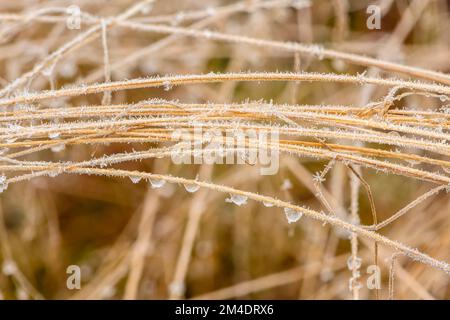 Gocce d'acqua congelate su hairgrass, Greater Sudbury, Ontario, Canada Foto Stock