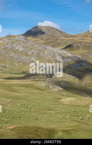Bellissimo paesaggio dei Pirenei con gregge di pecore al pascolo su prato durante il giorno di sole blu, col du Pourtalet, Nouvelle-Aquitaine Francia Foto Stock