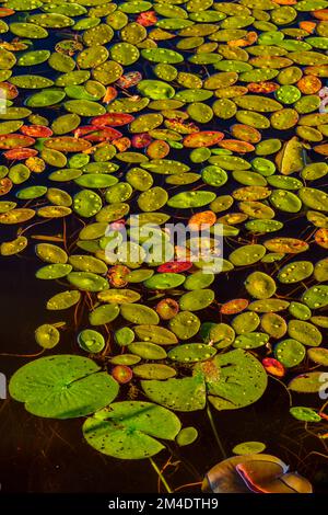 WaterShield (Brasenia schreberi), colonie di ninfee bianche in Lighthouse stagno, Killarney, Ontario, Canada Foto Stock