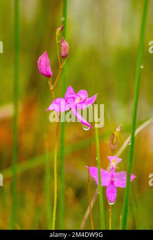 Rosa pogonia orchidea nel Fen, Bruce Peninsula National Park, Ontario, Canada Foto Stock