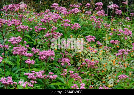 Joe-pye Weed Colony, Greater Sudbury, Ontario, Canada Foto Stock