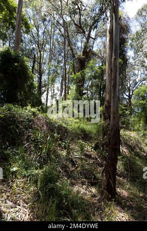 Belgrave è una città e sobborgo esterno di Melbourne, Victoria, Australia Foto Stock