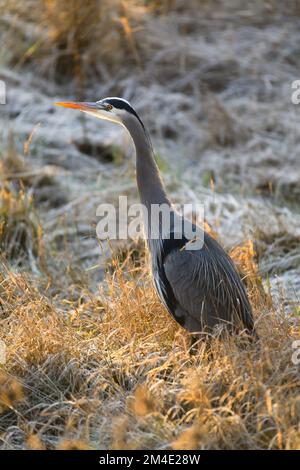 Un grande airone blu sta in profilo in un campo gelido in inverno. Il grande uccello è retroilluminato nella Skagit Valley dello Stato di Washington Foto Stock