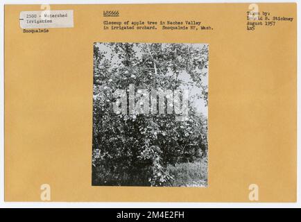 Usi dell'acqua - irrigazione - canali/ fumi. Fotografie relative alle foreste nazionali, alle pratiche di gestione delle risorse, al personale e alla storia culturale ed economica Foto Stock