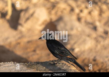 Un primo piano di starring nero di Tristrom (Onychognathus tristramii) arroccato su una roccia Foto Stock