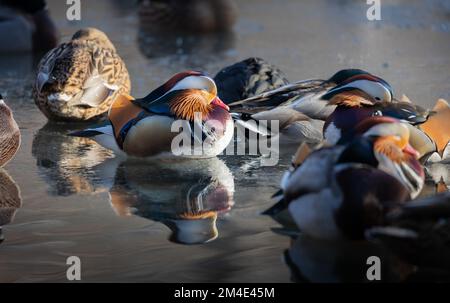 Mandarin Duck, (Mandarinente, Aix galericulata), maschio, su un lago parzialmente congelato in piedi in un gruppo con altre anatre addormentate su strato di ghiaccio sotto l'acqua Foto Stock