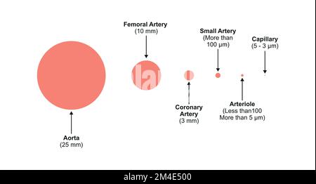Progettazione scientifica del confronto del diametro dei vasi sanguigni. Simboli colorati. Illustrazione vettoriale. Illustrazione Vettoriale