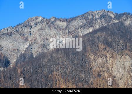 Alberi bruciati sulla montagna da Bolt Creek Fire nello stato di Washington sopra Grotto Foto Stock