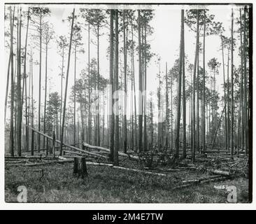 Cancella taglio - striscia. Fotografie relative alle foreste nazionali, alle pratiche di gestione delle risorse, al personale e alla storia culturale ed economica Foto Stock