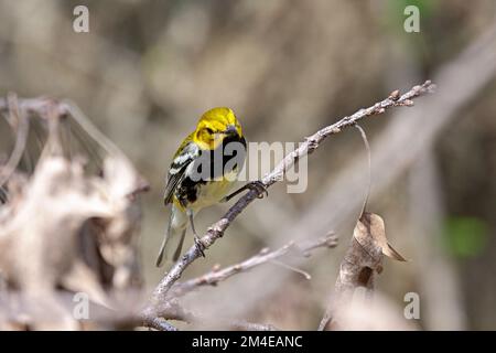 Warbler verde a gola nera cerca insetti nelle foglie morte del tetto dell'albero. Foto Stock