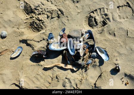 Mitili californiani (Mytilus californianus); molluschi bivalvi commestibili grandi della famiglia Mytilidae a Stinson Beach, nella contea di Marin, California. Foto Stock