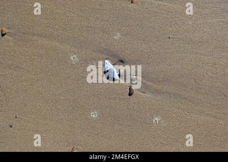 Mitilus californianus; molluschi bivalvi commestibili di grandi dimensioni appartenente alla famiglia dei Mitilidae a Stinson Beach, nella Contea di Marin, California. Foto Stock