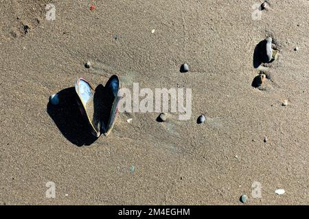 Mitilus californianus; molluschi bivalvi commestibili di grandi dimensioni appartenente alla famiglia dei Mitilidae a Stinson Beach, nella Contea di Marin, California. Foto Stock