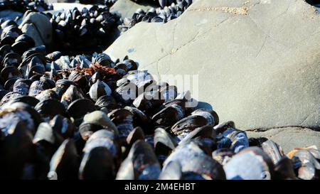 Mytilus californianus; molluschi bivalvi commestibili grandi della famiglia Mytilidae a Muir Beach nella Contea di Marin, California. Foto Stock