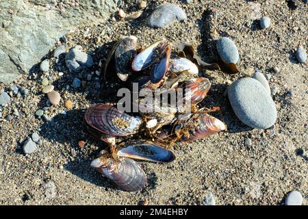 Mitili della California (Mytilus californianus); molluschi bivalvi commestibili grandi della famiglia Mytilidae a Muir Beach nella contea di Marin, California. Foto Stock