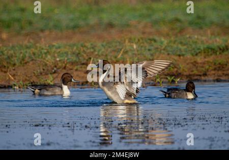 Pintail settentrionale al Chilka Bird Sanctuary nello stato dell'Orissa in India. Situato nelle paludi di Orissa, questo posto è il paradiso degli birdwatchers Foto Stock