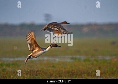 Pintail settentrionale al Chilka Bird Sanctuary nello stato dell'Orissa in India. Situato nelle paludi di Orissa, questo posto è il paradiso degli birdwatchers Foto Stock