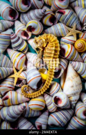 Cavalluccio marino su Seashells con Starfish Foto Stock