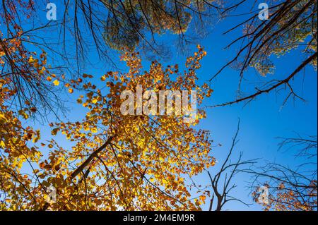 Il baldacchino di un albero di acero rosso (Acer rubrum) al picco del fogliame autunnale, in colori dorati, circondato da cime degli alberi senza foglie, contro un cielo blu. Foto Stock