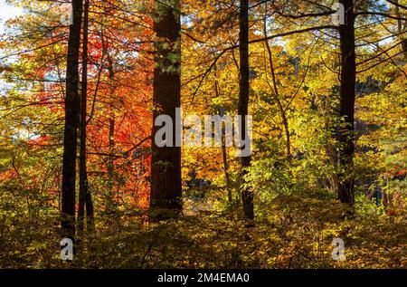 Foresta mista con alberi nei colori autunnali di picco, nelle sfumature di giallo brillante, arancione e rosso. Acero, faggio e pini. Broadmoor Wildlife Sanctuary. Foto Stock