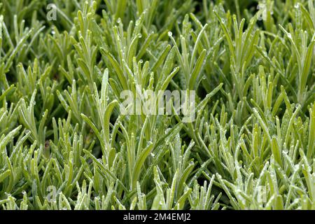 Un primo piano di rosmarino (Salvia rosmarinus) Foto Stock