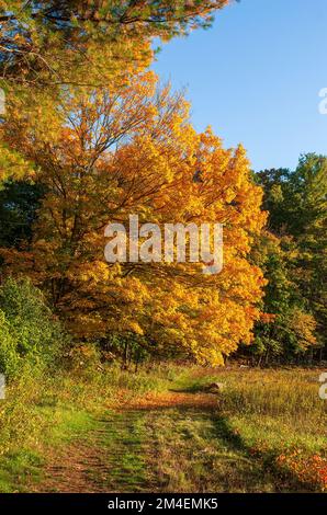 Sentiero che passa da un acero dorato (Acer saccharum). Baldacchino nelle sfumature di giallo brillante e arancione. Fogliame autunnale nel New England. Natick, ma, Stati Uniti. Foto Stock