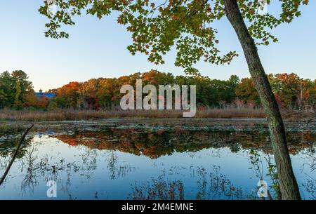 Una foresta del New England con un picco di fogliame autunnale al tramonto, riflessa su uno stagno (Indian Brook Swamp). Un acero rosso solitario (Acer rubrum) in primo piano Foto Stock