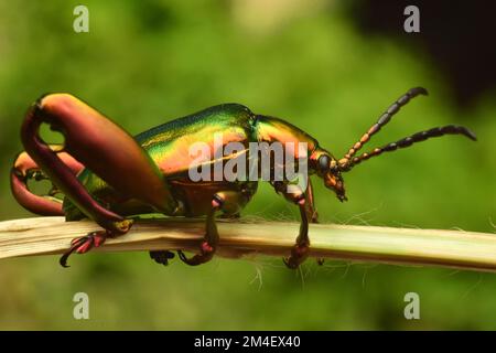 Foto ravvicinata dello scarabeo con zampe di rana poggiato sull'erba secca. Sagra sp. Macro Foto Stock